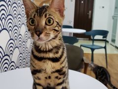 -猫爪屋猫咖(乐汇城店)