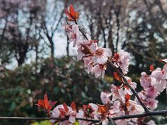 -陕西省西安植物园