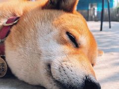 -柴犬高等学院·狗咖·柴犬售卖·宠物训练