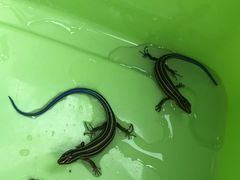 -碓臼峪自然风景区