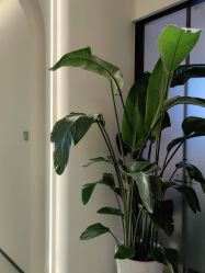 -悦色嘉丽科技美肤健康管理