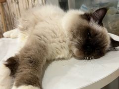 -楼上猫咖(罗湖店)