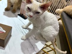 -藏猫猫咖啡主题馆(中央大道店)