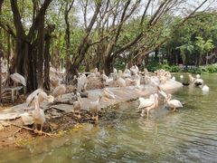-广州长隆飞鸟乐园