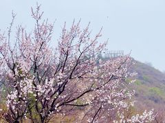 -北京凤凰岭