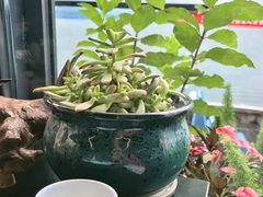 -野菌皇海景野生菌火锅(滨海大道店)