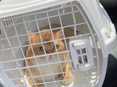 -东方名猫馆·英短金渐层布偶猫舍(环线广场1号楼店)