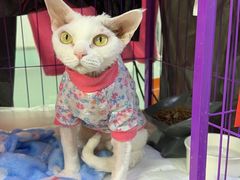-达爱动物医院·犬猫分区·CT·复杂眼科(远洋山水分院)