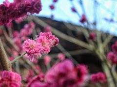 -恩阳古镇