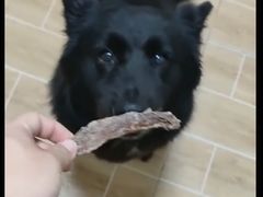 -宠物之家Pets Home 宠物寄养酒店