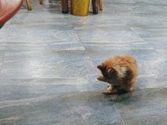 -冯记白土岗辣子鸡