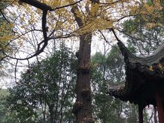 -秋霞圃