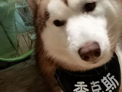 -Husky Go! 哈士奇体验馆·宠物咖啡厅狗咖