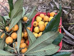 -塘栖枇杷特色园区