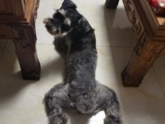 -宠福鑫康馨动物医院·骨科·眼科