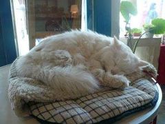 -Babycat私家御饼屋(龙头路一店)