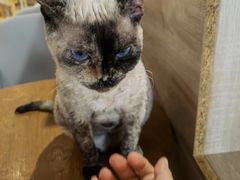 -藏猫猫咖啡主题馆(中央大道店)