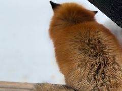 -宫城藏王狐狸村