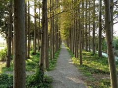 -上海长兴岛郊野公园