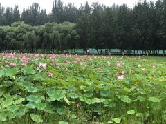 -东郊湿地公园