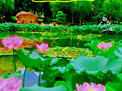 -陈家山荷花公园