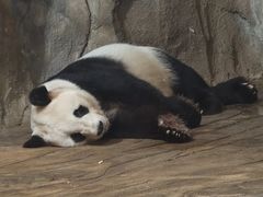 -深圳野生动物园