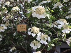 -何园