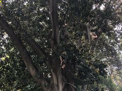 -墨尔本皇家植物园