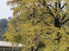 -千年银杏谷文化旅游区