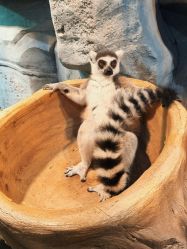 点击看大图 -Zoolung Zoolung动物主题公园(海信广场店)