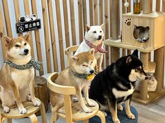 -柴迷FANS CLUB·柴犬狗咖·猫咖