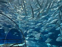 -上海海洋水族馆