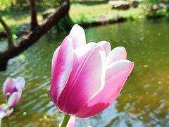 -上海滨江森林公园