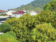 -苏州市吴中区光福窑上花果蜜饯厂