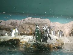 -新加坡飞禽公园