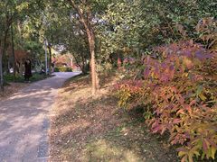 -新江湾城公园
