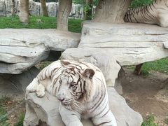 -北京野生动物园