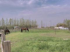 -田园东方蜜桃村的田野营地