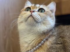 -MOCHA明星猫咖(田子坊店)