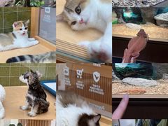 -帕帕拉兹宠物(亚洲旗舰店)