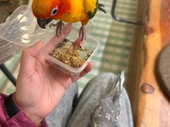 -吉丁鸟咖·异宠·寄养