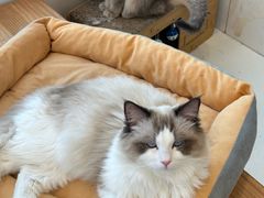 -Let's go狗咖·猫咖·奶狗·桌游(春熙路IFS店)