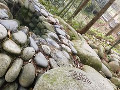 -都江堰中华大熊猫苑