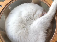 -猫在这儿猫咪咖啡馆·撸猫馆