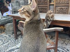 -喵屿·大理花园猫咖