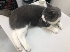 -可蒙动物医院·猫科·骨科中心(首义路店)