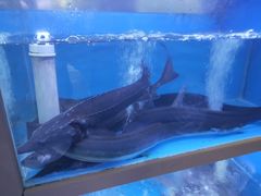 -泮金大塘(北二七路店)