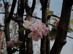 -两河城市森林公园