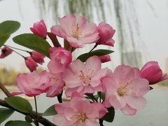 -大宁郁金香公园-停车场