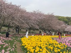 -苏州上方山国家森林公园